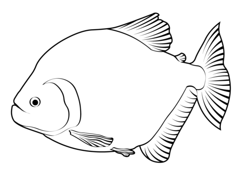 Redeye Piranha (Serrasalmus Rhombeus) Coloring Page